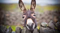 Osioł - dziki brat ishak