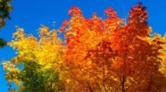 Jesienne traktowanie szklarni poliwęglanu