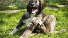 Collar kiltics puppy z blocha i tings