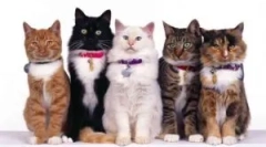 Kołnierz z blocha i tings beacar (beahar)