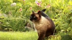 Kołnierz z pcheł i kleszczy dla kotów: jak wybrać