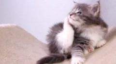 Kołnierz z pcheł i kleszczy dla kotka