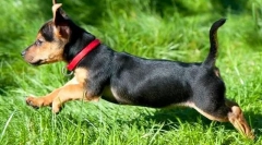 Kołnierz kleszczy dla psów: co lepiej?