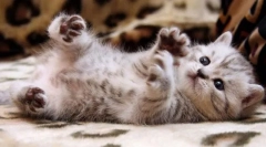 Kontrola przyszłego zwierzaka