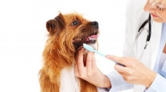 Kontrola i opieka dla psa