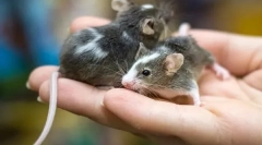 Główne różnice myszy z szczura, jaka jest różnica i podobieństwo