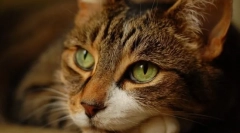 Podstawowe złudzenie właścicieli o kotach