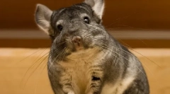 Cechy i ciekawe fakty o chinchillach