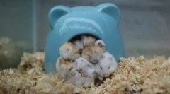 Cechy i szybkość snu chomików