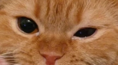 Cechy oczyszczania wymienionych oczu w kotach