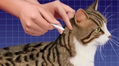 Narkotyk ma bezpośredni spokój kot