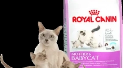 Cechy kotów żywieniowych