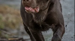 Cechy odżywiania labradorov