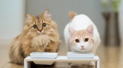 Cechy śpiewu sterylizowanych kotów