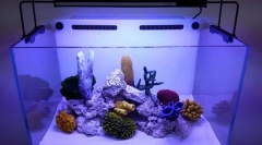 Cechy przygotowania wody w nowym akwarium