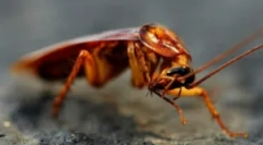 Cechy hodowli tarakanov