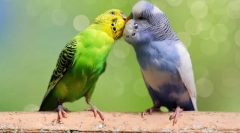 Cechy hodowli falistego papug