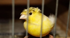 Cechy opieki i treści kanarek w domu