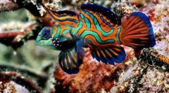 Co zależy od koloru ryb?