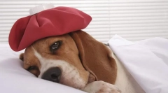 Jakie psy mają szczepienia