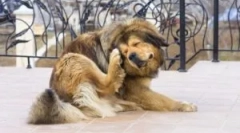 Gdzie pchły ziemskie pochodzą z domu?