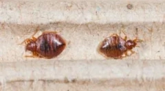 Gdzie są błędy w mieszkaniu?