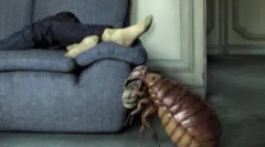 Gdzie domy pojawiają się pchły?