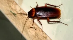 Gdzie i dlaczego karaluchy pojawiają się w domu