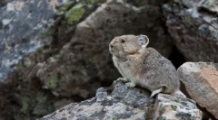 Skąd poszedł szynszyla, skąd i jak żyją w naturze