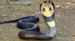 Gdzie była trucizna cobra