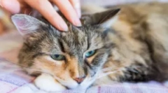 Gdzie kot wydaje się pchły?