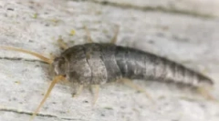 Gdzie w mieszkaniu zabiera mokciarki