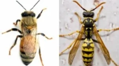 Różnice pszczoły od osy