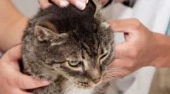 Cat squeectis: objawy i leczenie