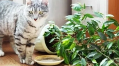 Koty do domu i dziedzińców: przegląd gotowych produktów i instrukcji, jak zrobić