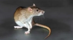 Piroty z gryzoni z efektem mafingu