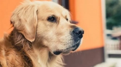 Odpowiedzi na najczęstsze pytania dotyczące psów