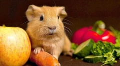 Warzywa w diecie świnki morskiej