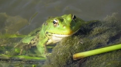 Jezioro frog