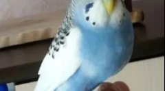 Otyłość przez papugę, powody, leczenie