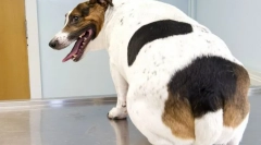 Otyłość u psów: przyczyny, objawy, leczenie