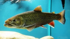 Amerykańskie pałę