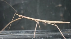 Palelarz higritiański