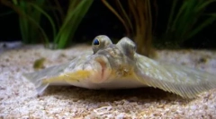 Falus: ciekawe fakty z życia niezwykłej ryb