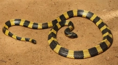 Pama (taśma dziecięca)