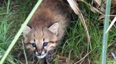 Pampas cat: fluffy drapieżnik z ameryki