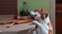 Zapalenie trzustki u psów: przyczyny, znaki, leczenie, zapobieganie