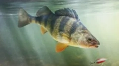 Pasożyty w rybach morskich i rzecznych