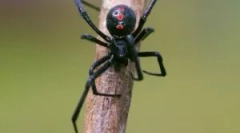 Spider black wdowa: opis i styl życia