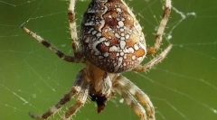 Krzyż spider